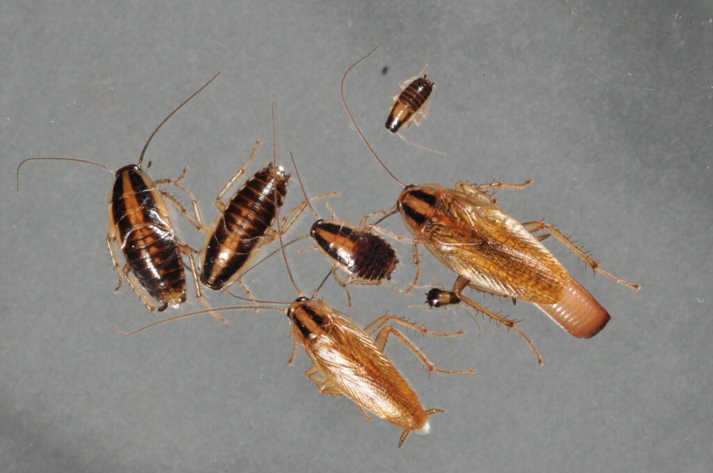 German cockroach lifecycle stages