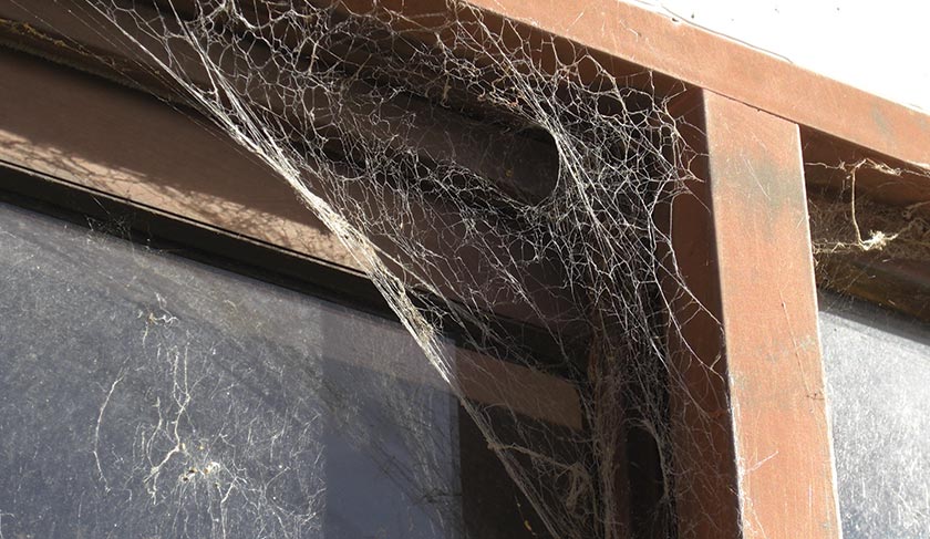 Spider web near window