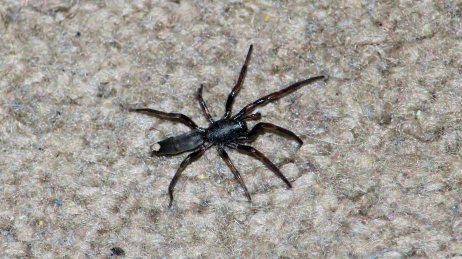 White Tailed Spider