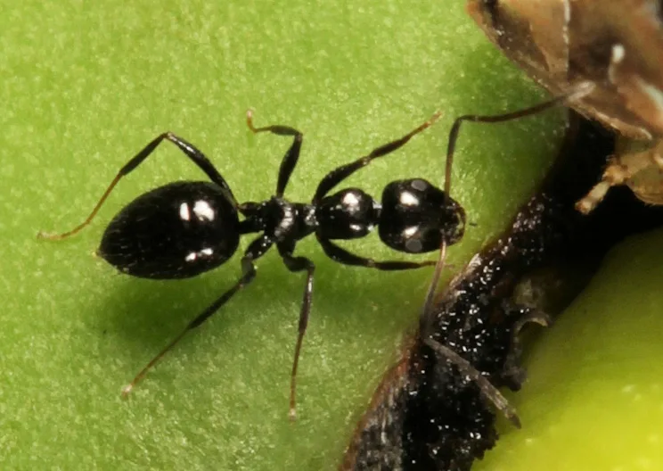 African Black Sugar Ant