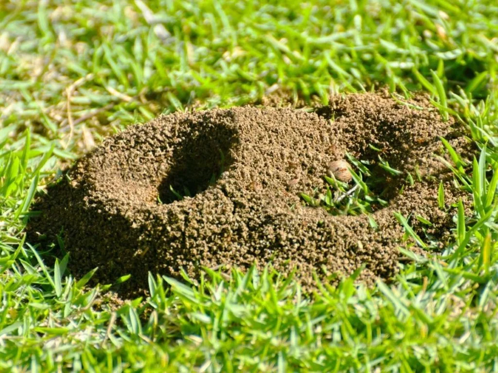 Ant mound in the grass lawn