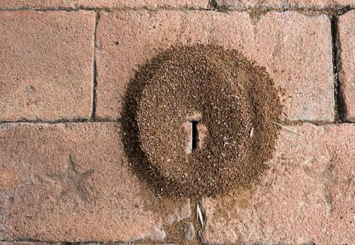 Ant Pest Control