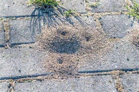 Ants in brick pavers