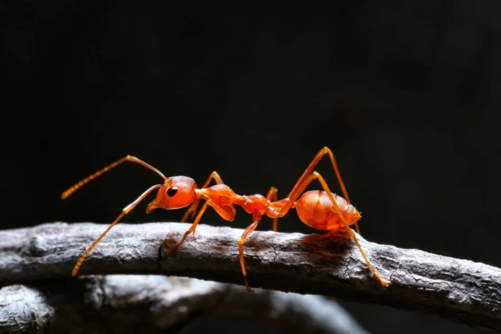 Fire Ant walking on a branch