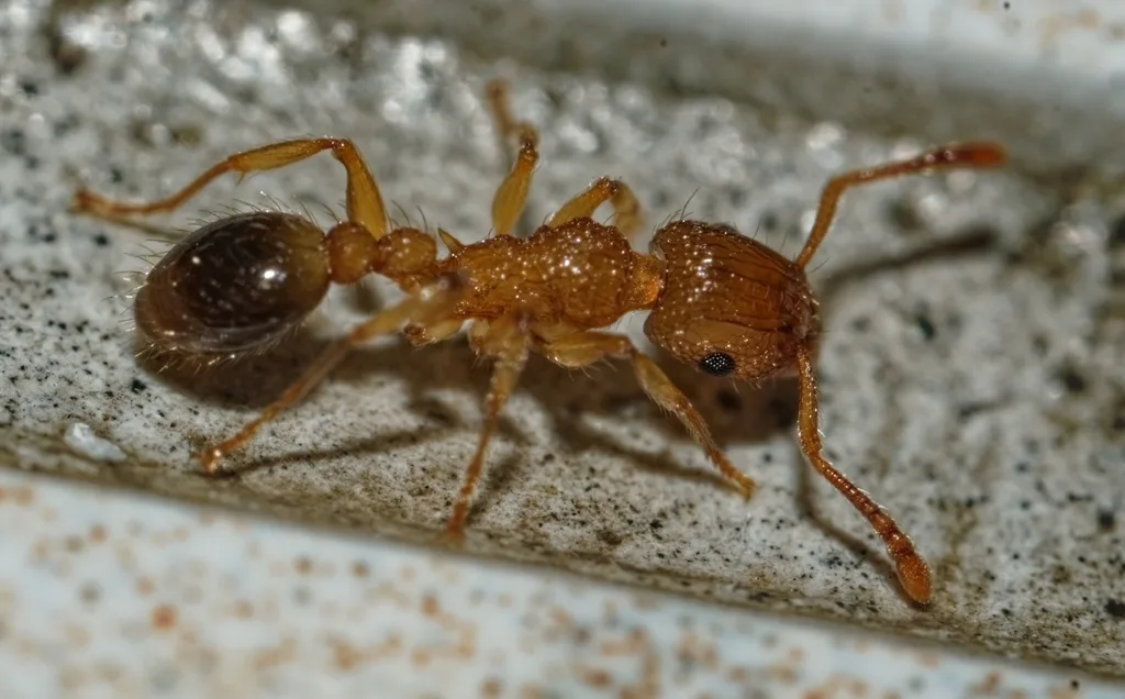 Pennant Ant