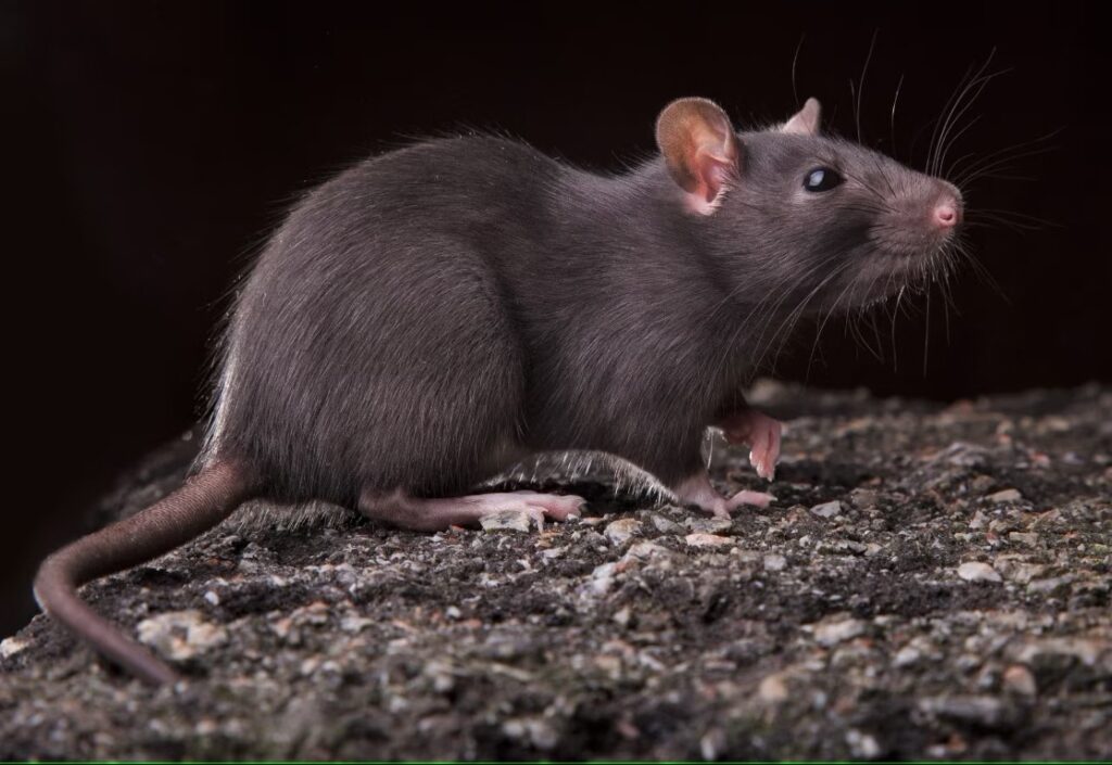 A black rat on the ground