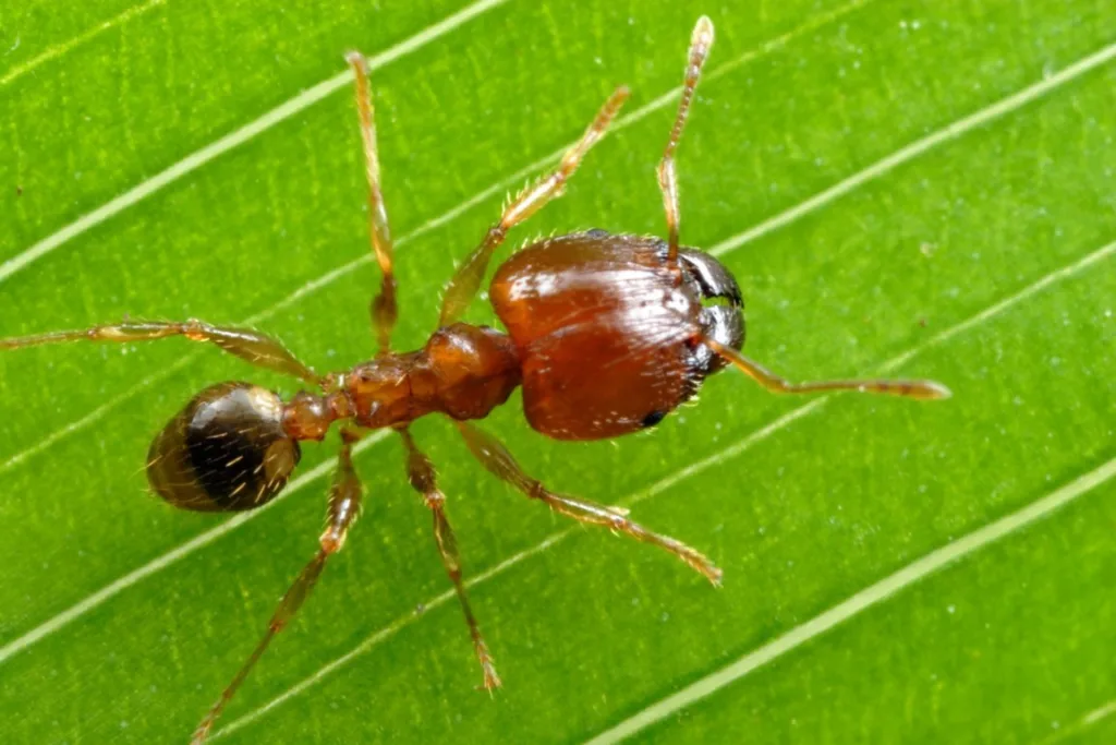 Coastal Brown Ant walking on a leaf
