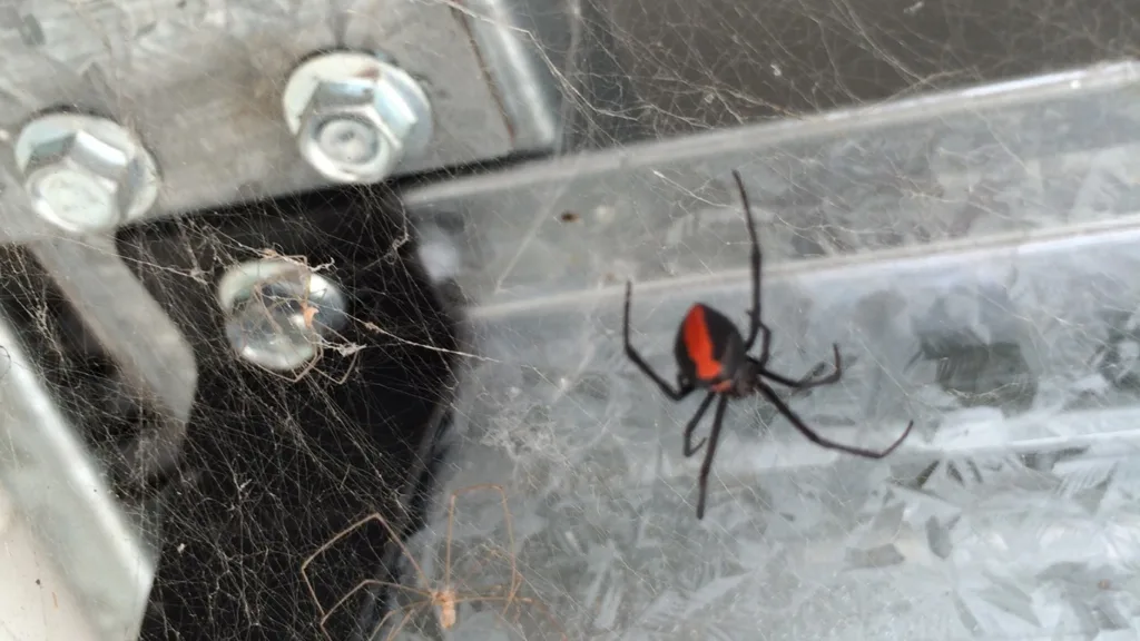 Redback spider on its web