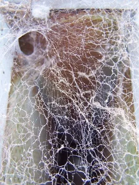 Spider web at house