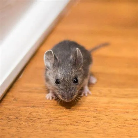 House mouse