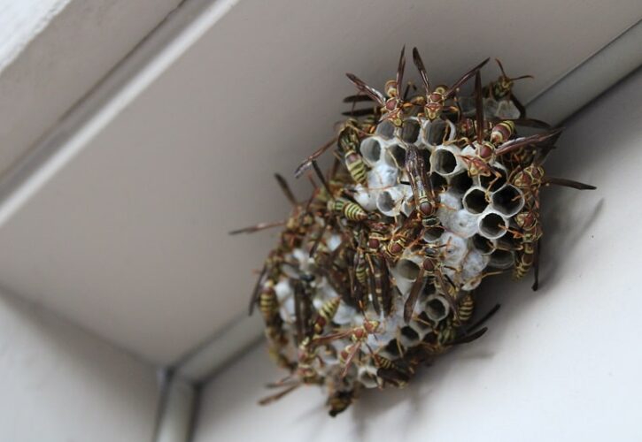 Bee, wasp and spider pest control at Gosnells WA 6110