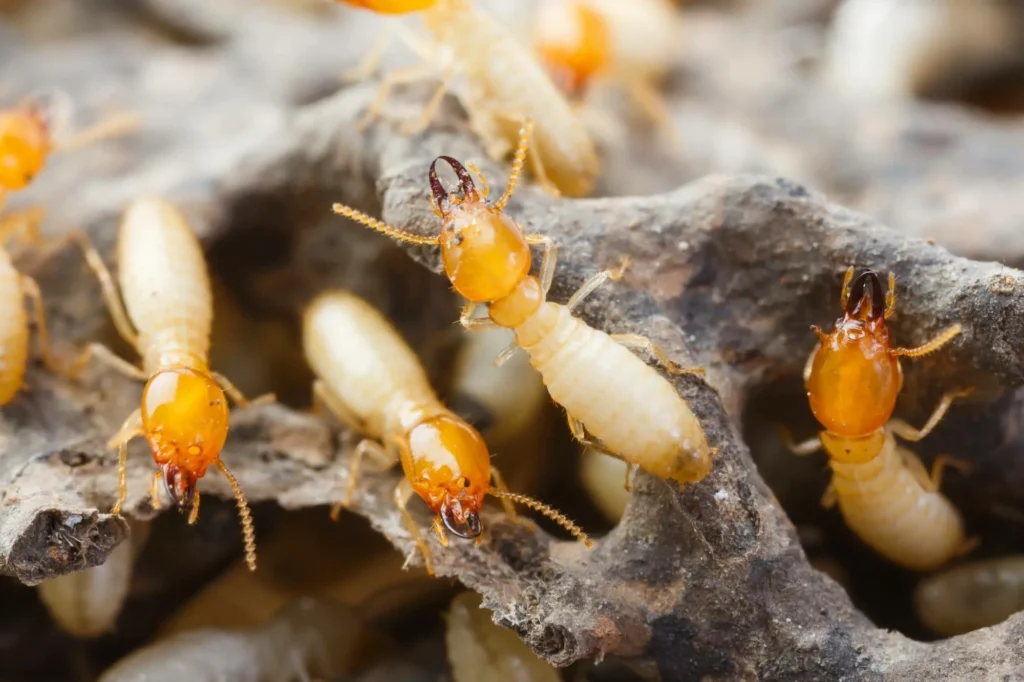 White ants Termite treatment